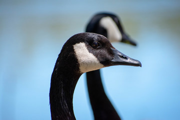 Geese Swimming in the Daylight