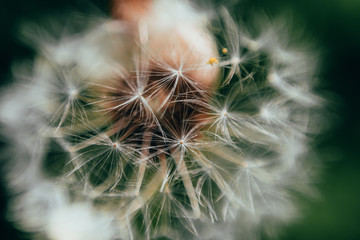 Dandelion. Macro photo. Close-up old dandelion. Seed head detail.
