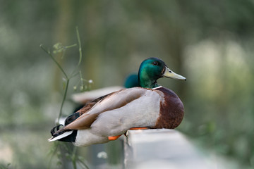 Obraz premium Duck on the branch in the forest