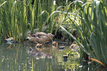 duck with ducklings at the lake