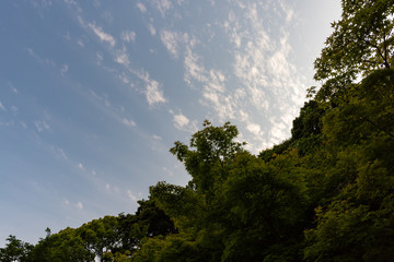新緑と空