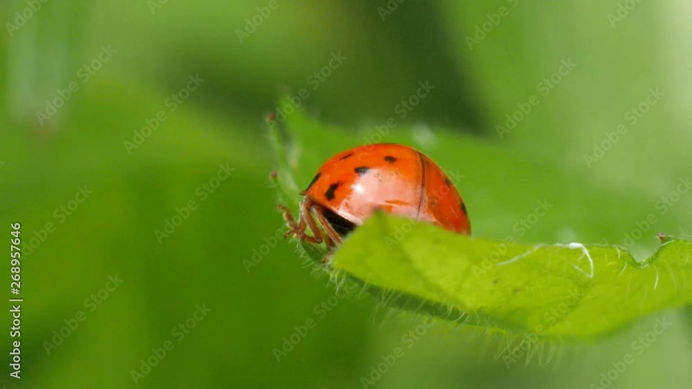 Poster close up of a red ladybug walking on the edge of a green leave in slow motion from behind.