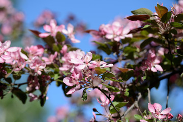 Fototapeta na wymiar Pink flowers of apple tree in spring garden close up