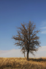 Fototapeta premium tree and sky