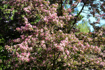 Beautiful flowering apple trees in spring garden