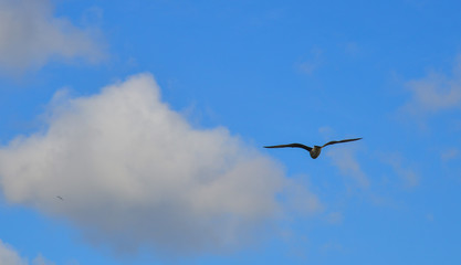 Seagulls flying in the sky