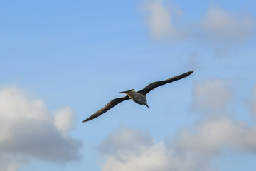 Seagulls flying in the sky