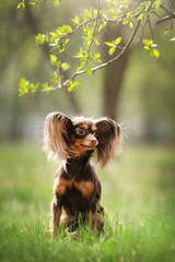 Russian Toy Terrier Dog Long Haired