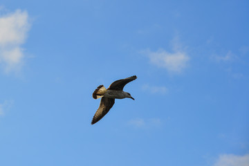 Fototapeta premium Seagulls flying in the sky