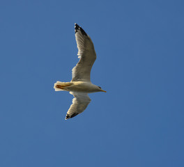 Seagulls flying in the sky