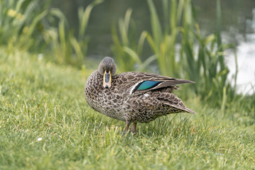 beautiful duck on the grass