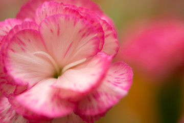 Fototapeta premium カーネーション