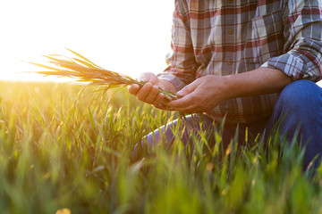 Close up of senior farmer hands examining wheat crop in his hands.	 - obrazy, fototapety, plakaty