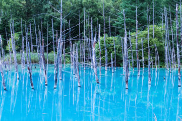 【北海道】美瑛の青い池 / 【Hokkaido】Blue Pond in Biei	