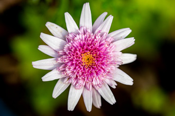 Obraz premium urginea maritima flover