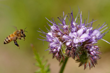 Biene am Bienenfreund