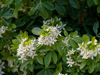 Oranger du Mexique (Choisya ternata) aux feuilles et fleurs étoilées blanches aromatiques