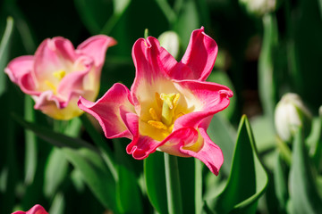 Close up of blooming pink tulip. Flower background. Summer garden landscape. Soft focus