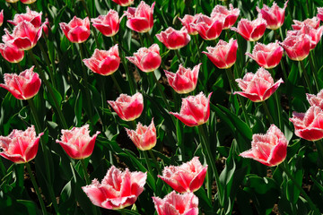 Field of blooming pink tulips. Flower background. Summer garden landscape.