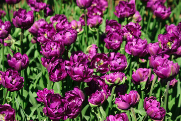 Natural bakground of spring blooming flowers. Field of purple tulips.