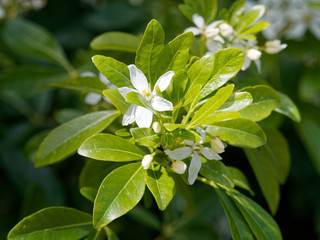 Oranger du Mexique (Choisya ternata) aux feuilles et fleurs étoilées blanches aromatiques