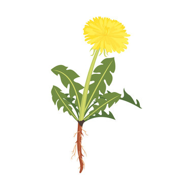 Dandelion icon with root isolated on white.