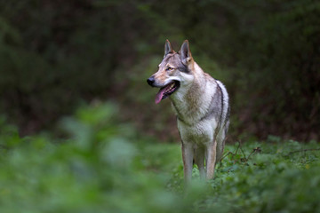 Naklejka na ściany i meble Wolfdog in the forest