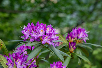 Obraz premium urginea maritima flover