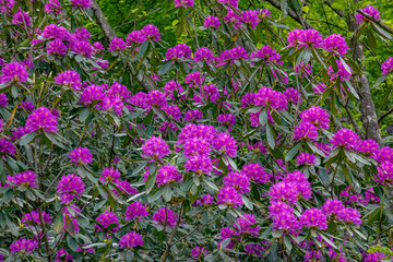 urginea maritima flover