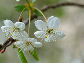 white flowers of cherry tree