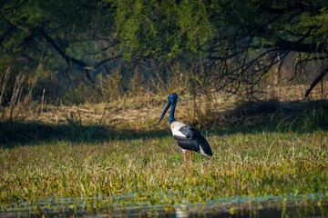 An alert male Black-necked stork searching for bird to kill in a winter morning at wetland of keoladeo national park, bharatpur, india