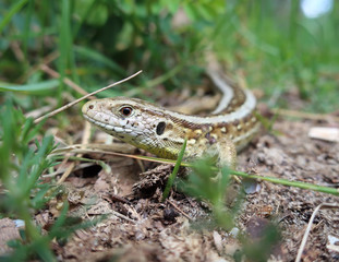 Wild lizzard