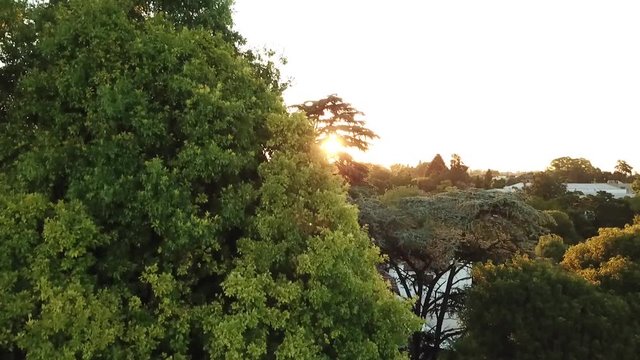 sunset shot behind a beatiful tree