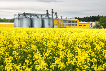 Field of flower of rapeseed, canola colza in Brassica napus on agro-processing plant for processing...