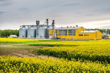 Fototapeta na wymiar Field of flower of rapeseed, canola colza in Brassica napus on agro-processing plant for processing and silver silos for drying cleaning and storage of agricultural products, flour, cereals and grain