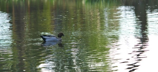 Duck swimming on water