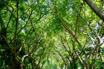 Fototapeta premium green leaves wall background, leaf wall nature background, 