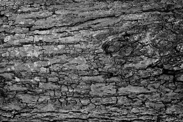 wood background texture, abstract, nature background