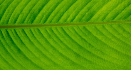 green leaves natural background wallpaper, texture of leaf, leaves with space for text 