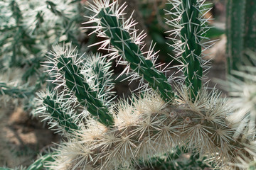 Macro photo of spiky cactus on natural blurred background