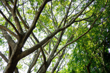 green leaves wall background, leaf wall nature background, 