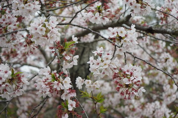 桜の木と桜の花