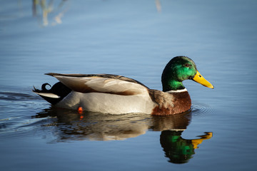 Mallard duck