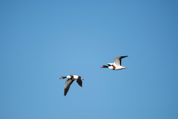 Obraz premium The common shelduck (Tadorna tadorna)
