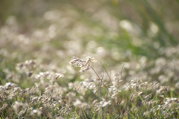Feather grass (Stipa) growing in the meadow