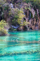 Old sunken trees in a crystal clear lake. Plitvice lakes