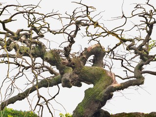 Gnarled Tree Trunk