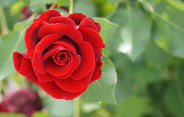 赤いバラ