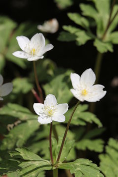 309 Best 二輪草 Images Stock Photos Vectors Adobe Stock