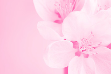 Fototapeta na wymiar Monochrome pink background with flowers of apple